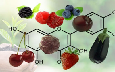 Flavonoides – Uno de los principios activos de Q3 inicia